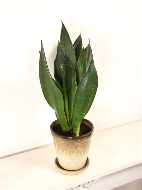 Bogenhanf (Sansevieria) online kaufen